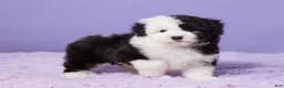 Mini Sheepadoodle dogs for sale: Sierra - Ad 4