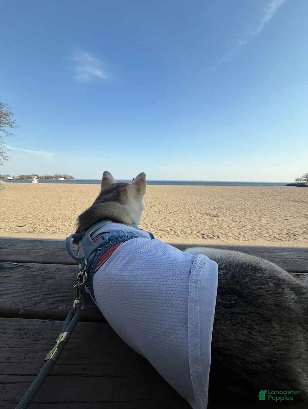 Gerberian Shepsky dogs for sale: Gerberian Shepsky Puppy 1 - Ad 2