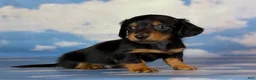Miniature Dachshund dogs for sale: AKC Vince LH Parents DNA & CHIC choc carrier  - Ad 9