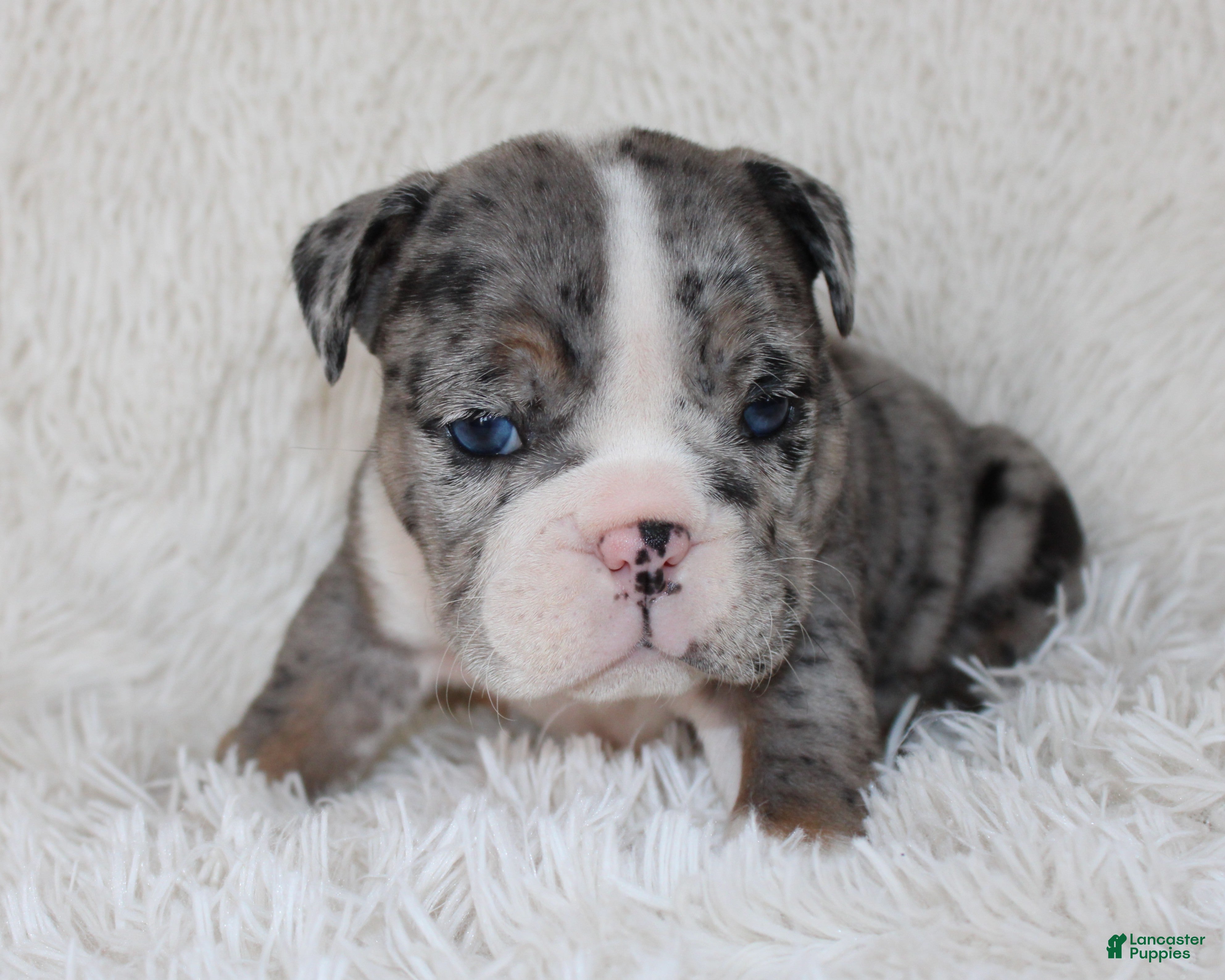 English Bulldog dogs Nikki - Ad 1