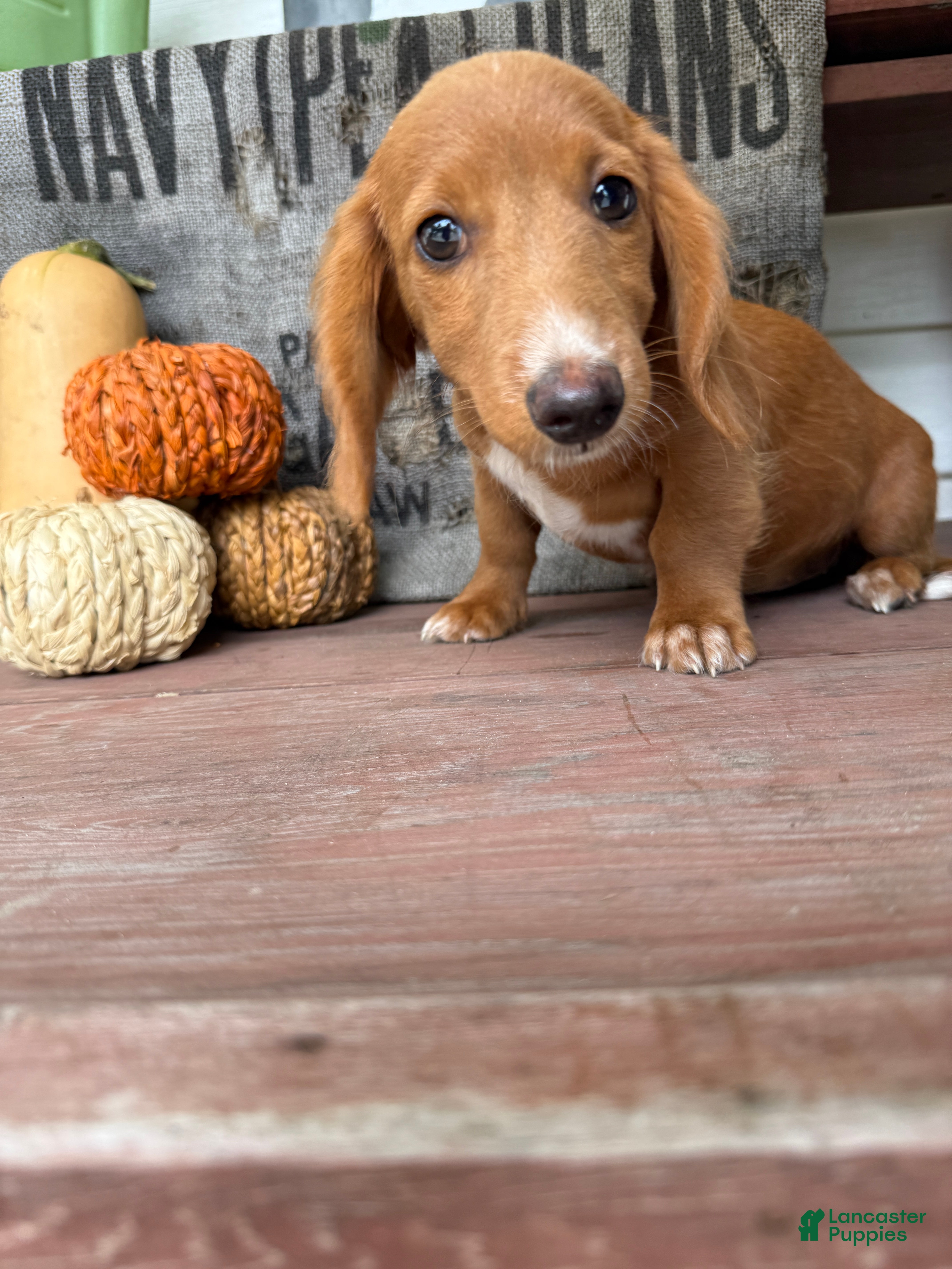 Miniature Dachshund dogs Ella - Ad 1