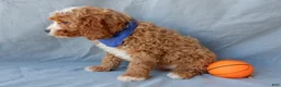 Cavapoo dogs for sale: Simon - Ad 4
