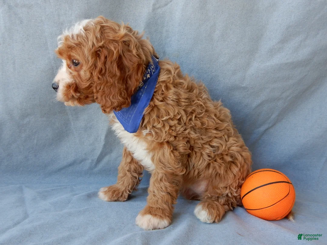Cavapoo dogs for sale: Simon - Ad 4