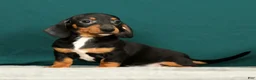 Miniature Dachshund dogs for sale: Popsicle - Ad 3