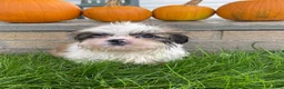 Shih Tzu dogs for sale: Max - Ad 6