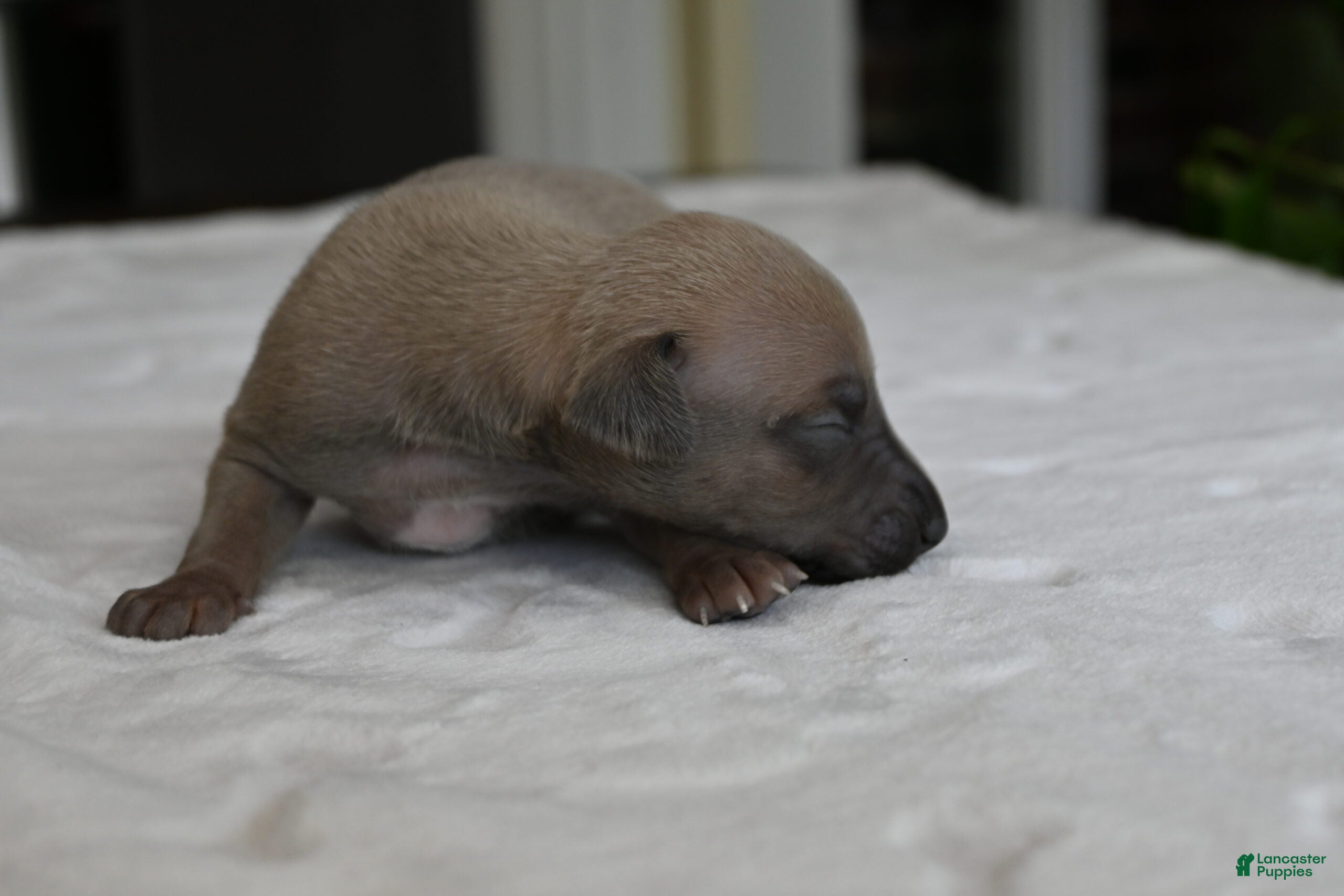 Italian Greyhound dogs Jasper - Ad 2
