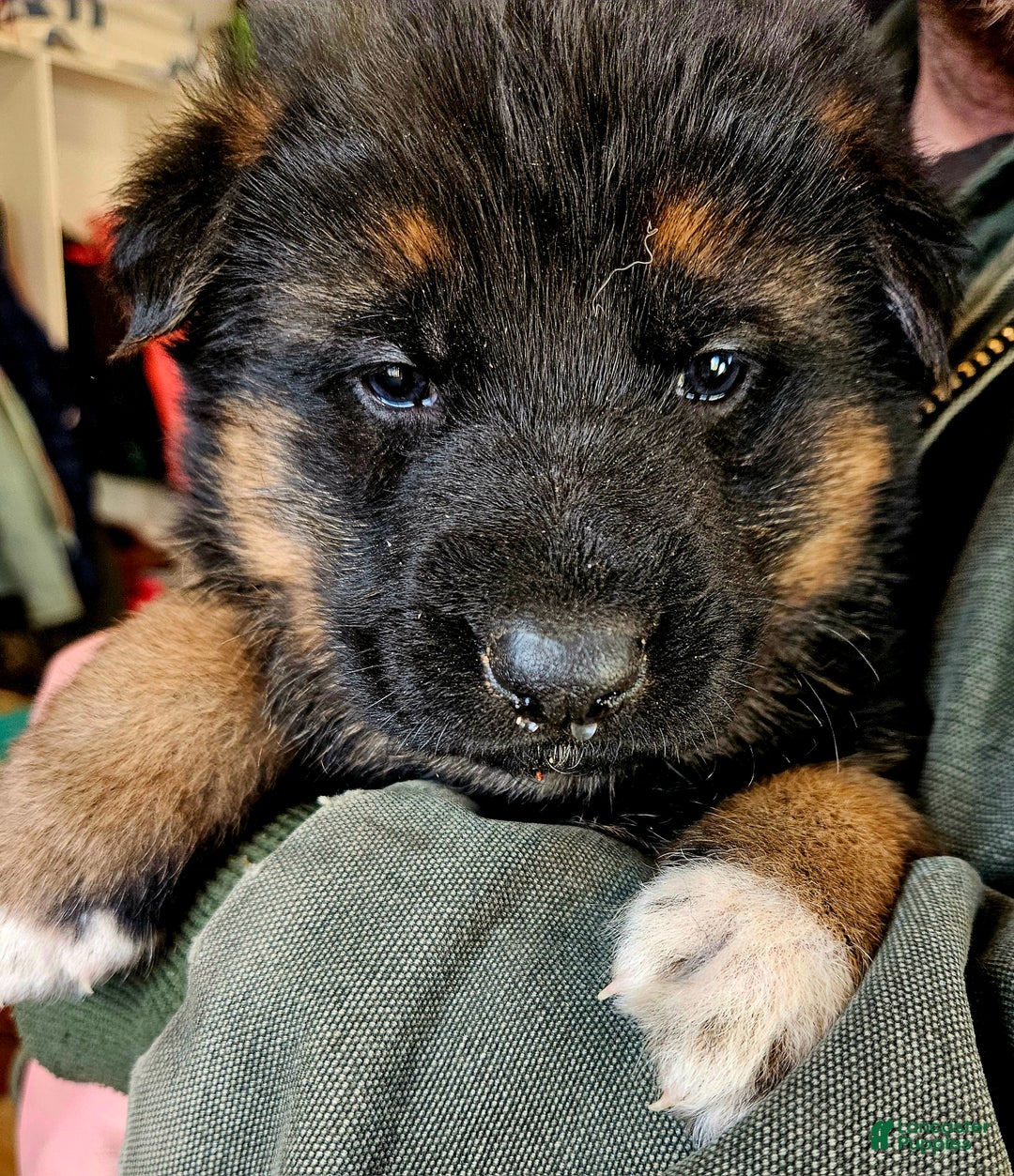 German Shepherd dogs for sale: Socks - Ad 4