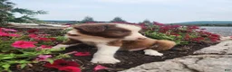 Border Collie dogs for sale: Jayce - Ad 3