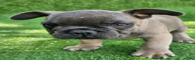 Gator