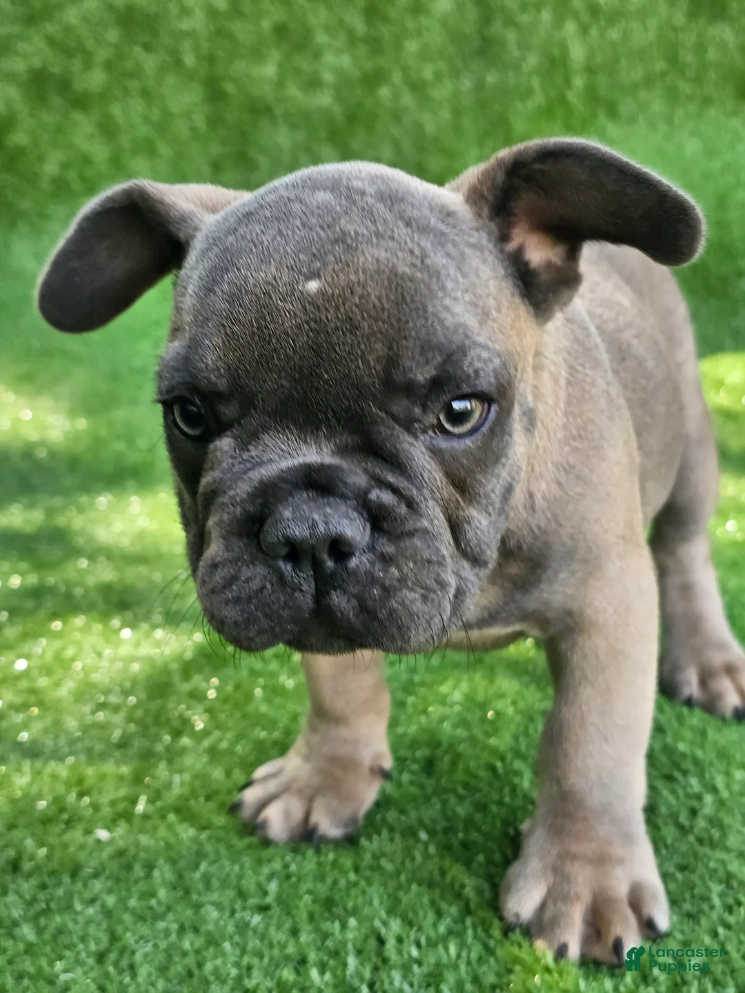 French Bulldog dogs for sale: Gator - Ad 1