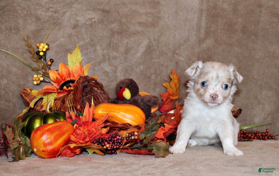 Chihuahua dogs for sale: Naji - Ad 1