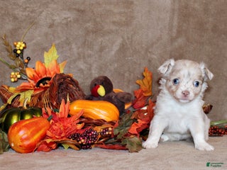 Chihuahua dogs Naji - Ad 11