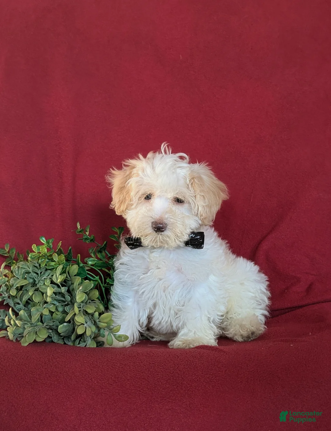 Maltipoo dogs for sale: Carlton - Ad 2