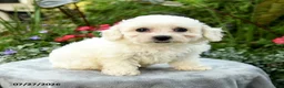 Bichpoo dogs for sale: Laura - Ad 3