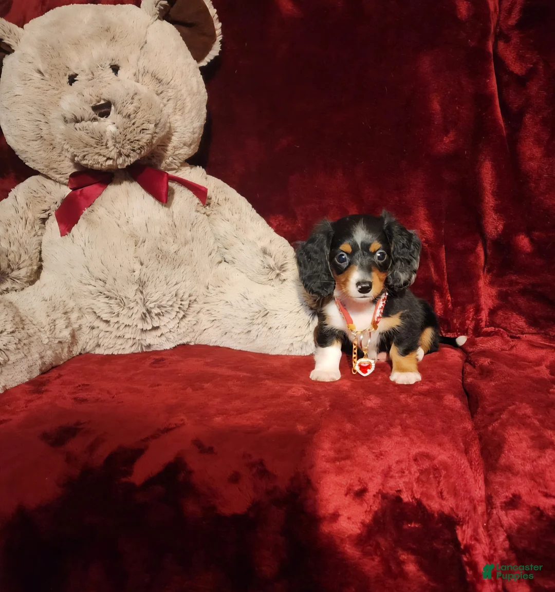 Miniature Dachshund dogs for sale: *RENO* - Ad 10