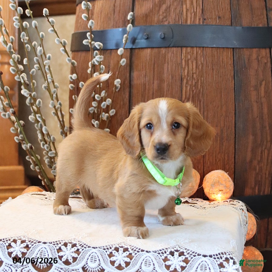 Miniature Dachshund dogs Sparky - Ad 1