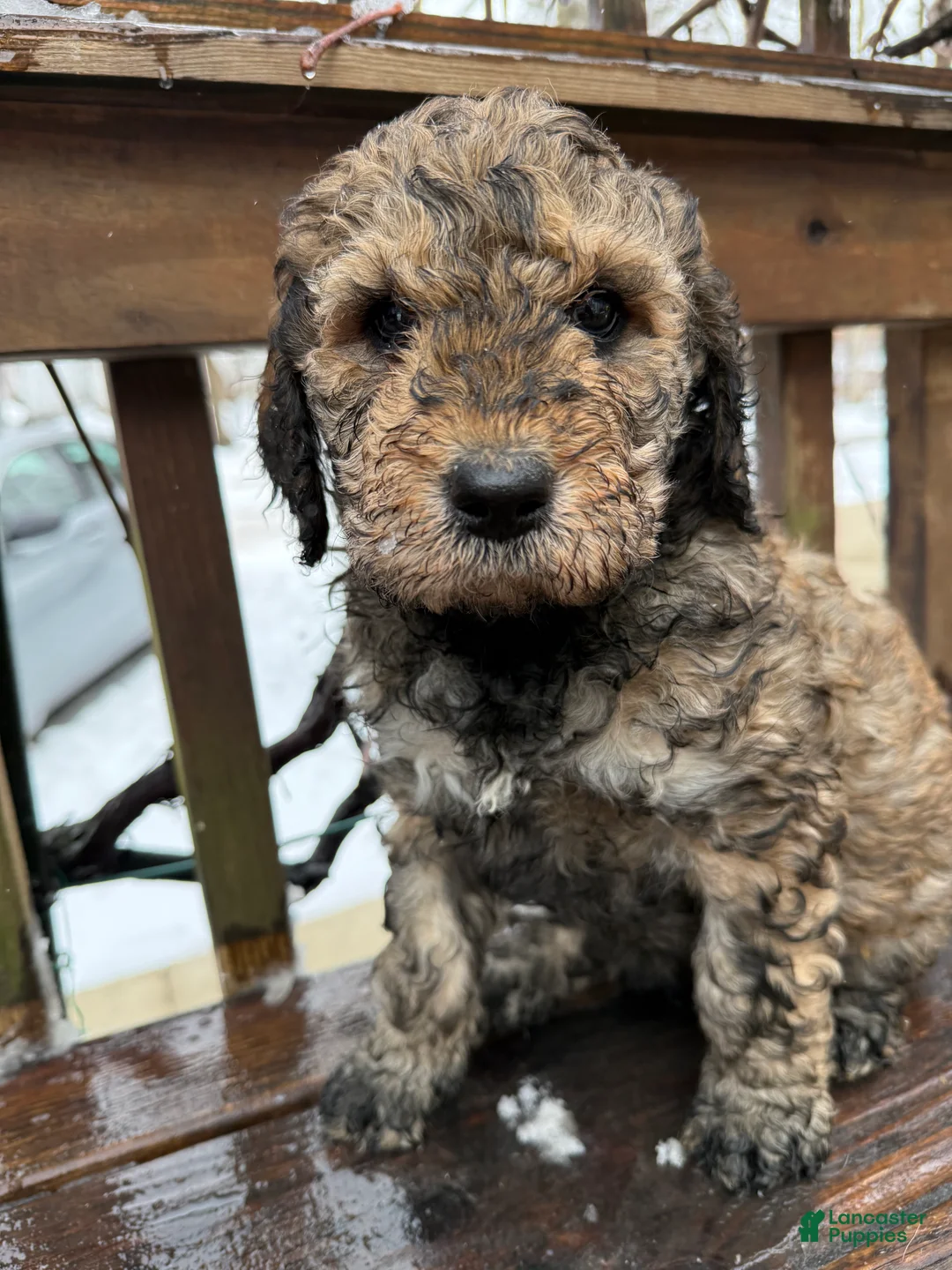 Goldendoodle dogs for sale: Coal - Ad 1