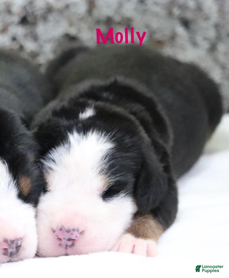 Greater Swiss Mountain Dog dogs Greater Swiss Mountain Dog Puppy 3 - Ad 1