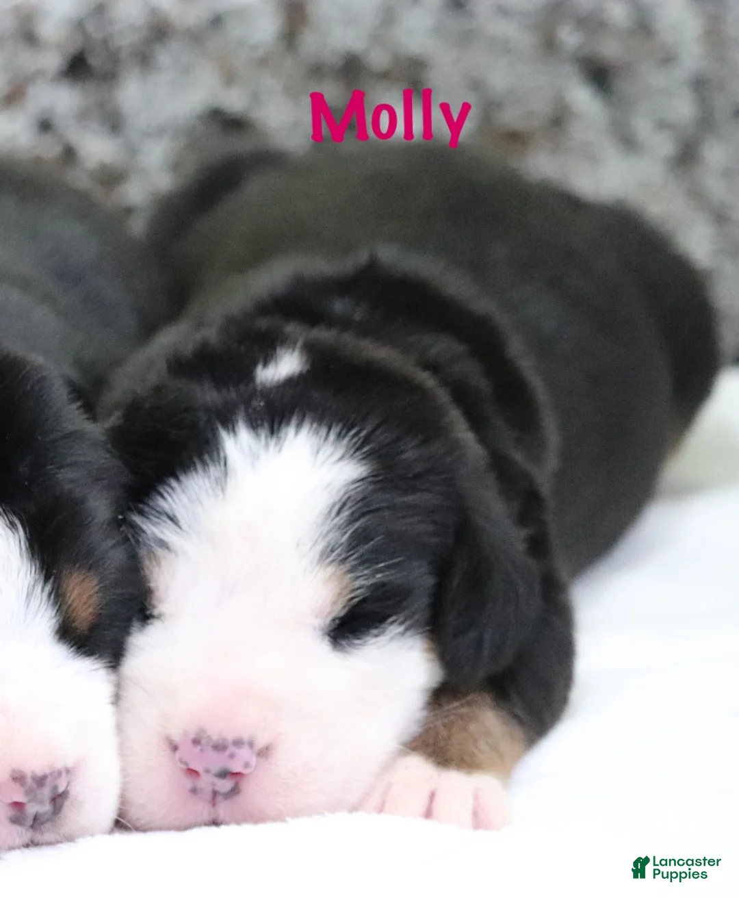 Greater Swiss Mountain Dog dogs for sale: Greater Swiss Mountain Dog Puppy 3 - Ad 1
