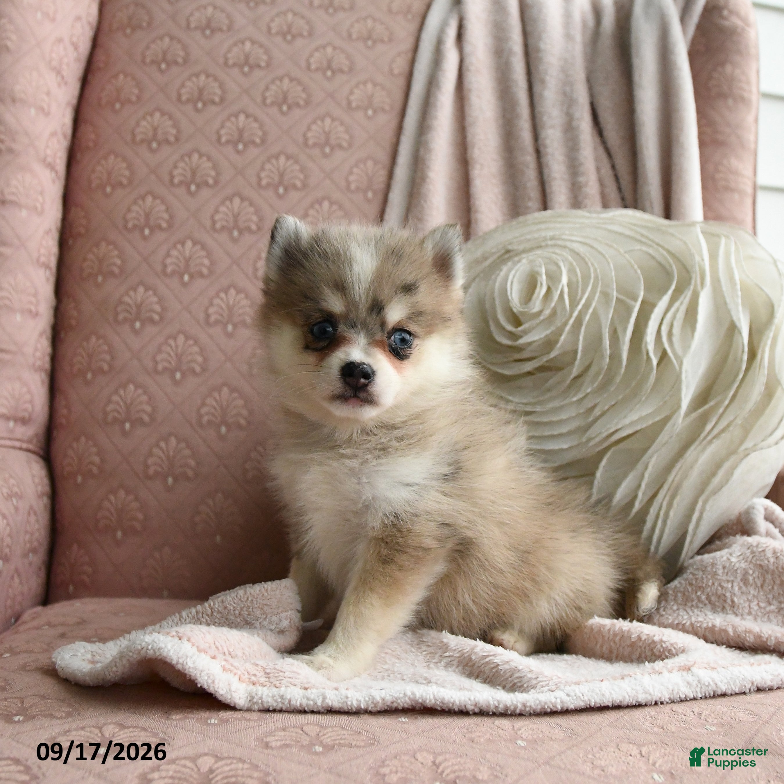 Pomsky dogs Bailey - Ad 2