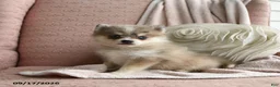 Pomsky dogs for sale: Bailey - Ad 2