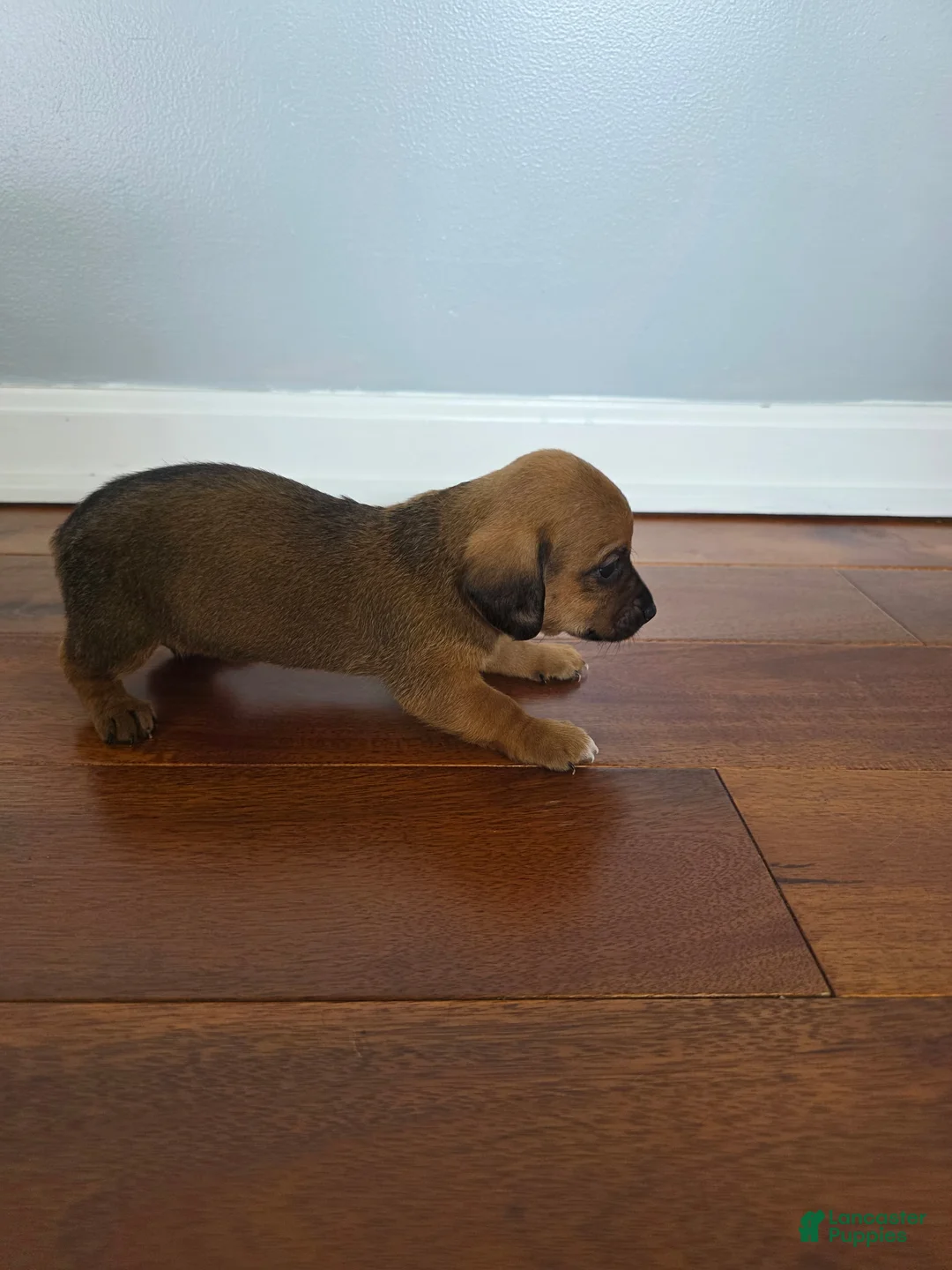 Miniature Dachshund dogs for sale: Kelly - Ad 2