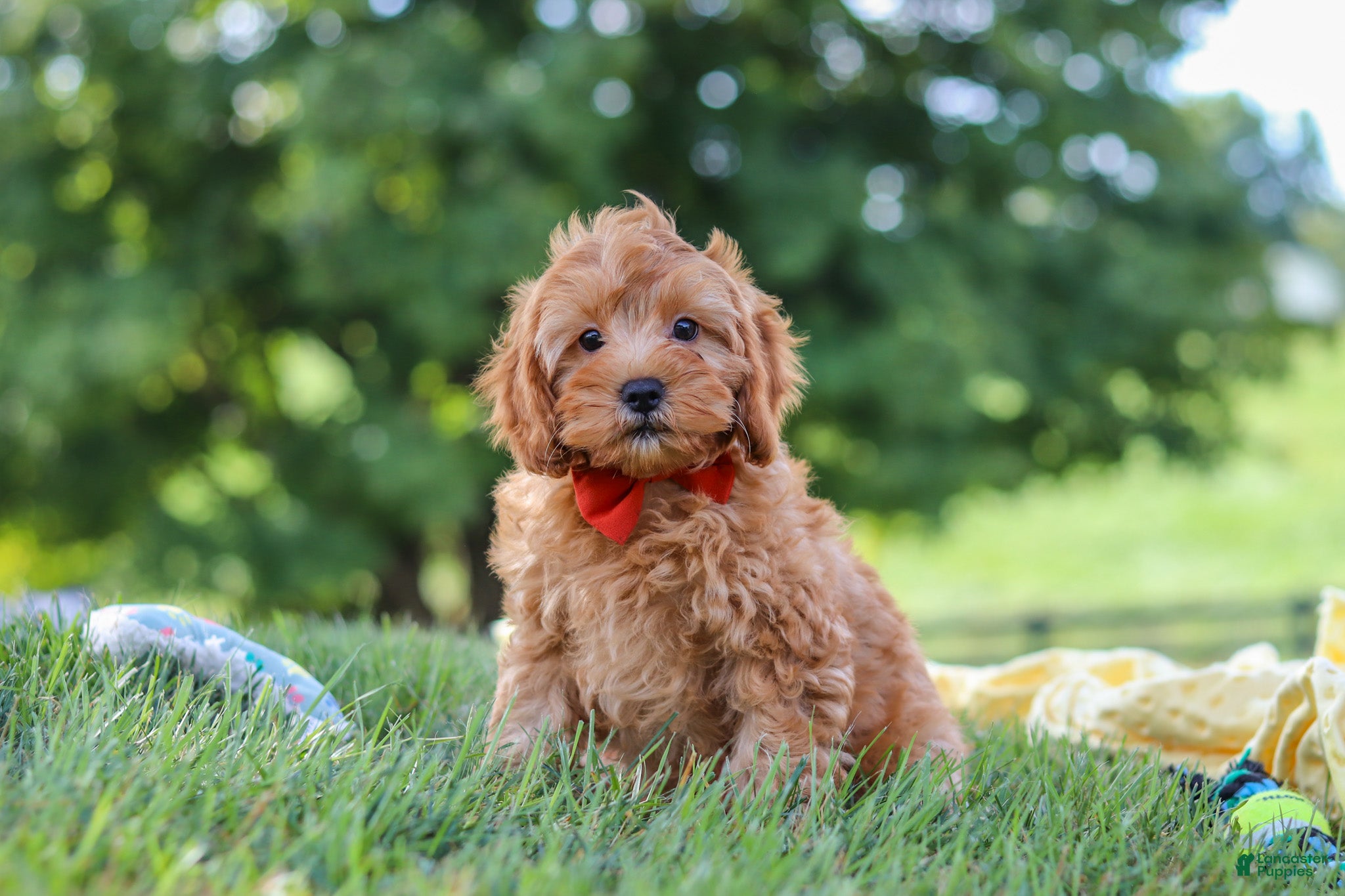 Cavapoo dogs Nash - Ad 1