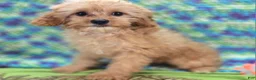 Cavapoo dogs for sale: Miles - Ad 28