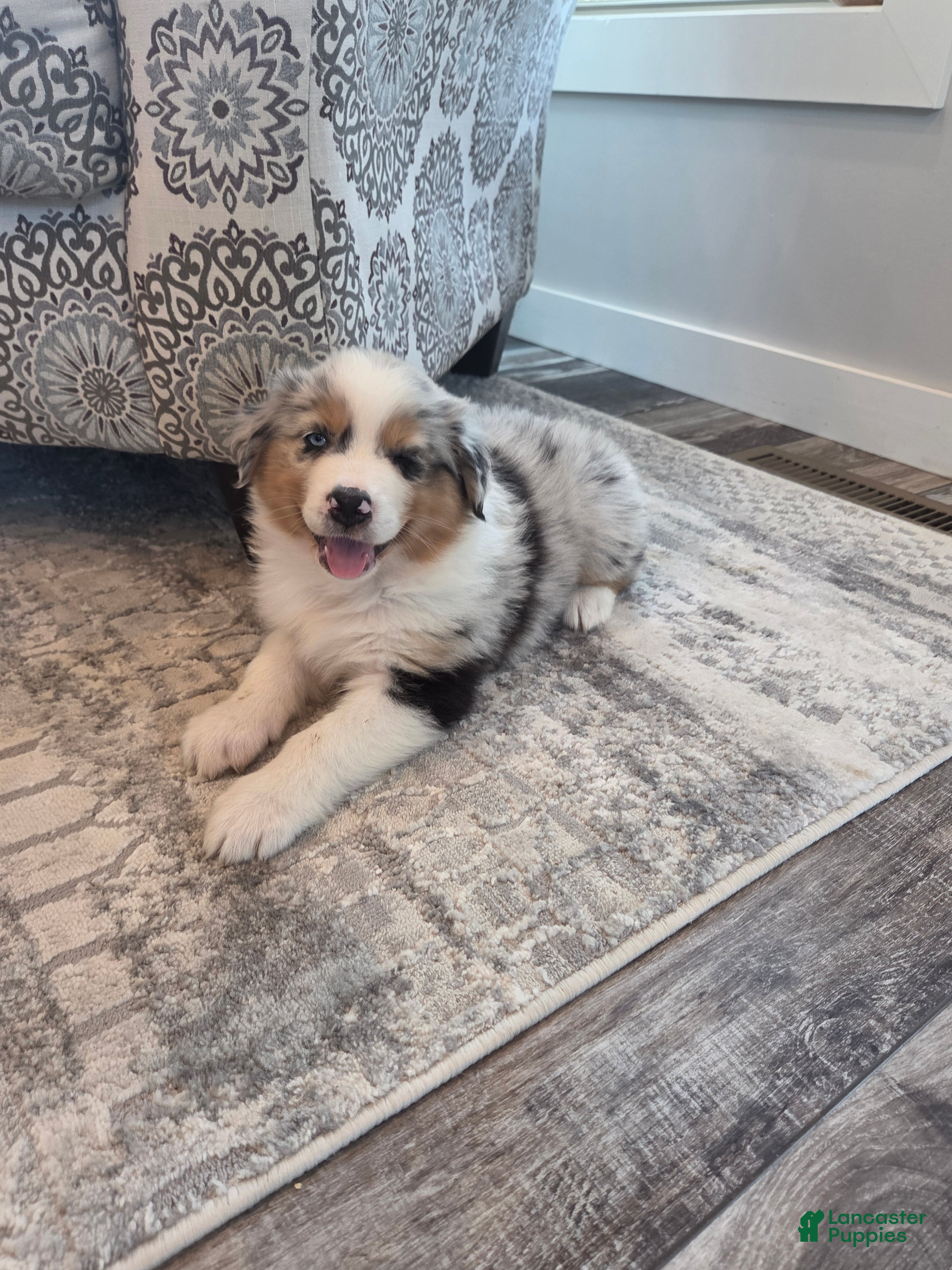 Australian Shepherd dogs Sterling White - Ad 2