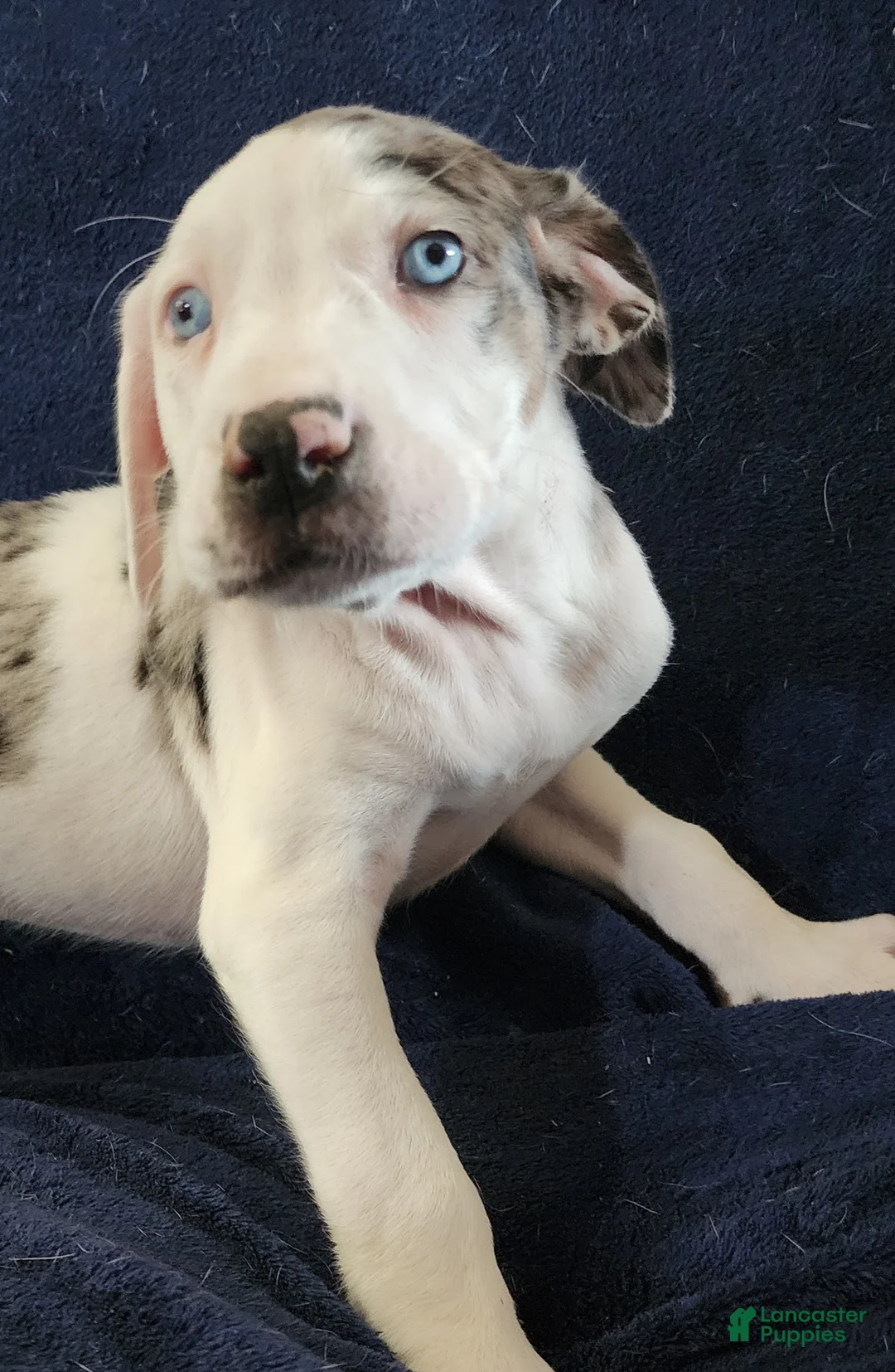 Catahoula Leopard Dog dogs for sale: Gabby F2025 M1 - Ad 15