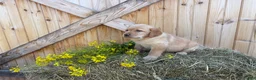 Labrador Retriever dogs for sale: Poppy - Ad 12