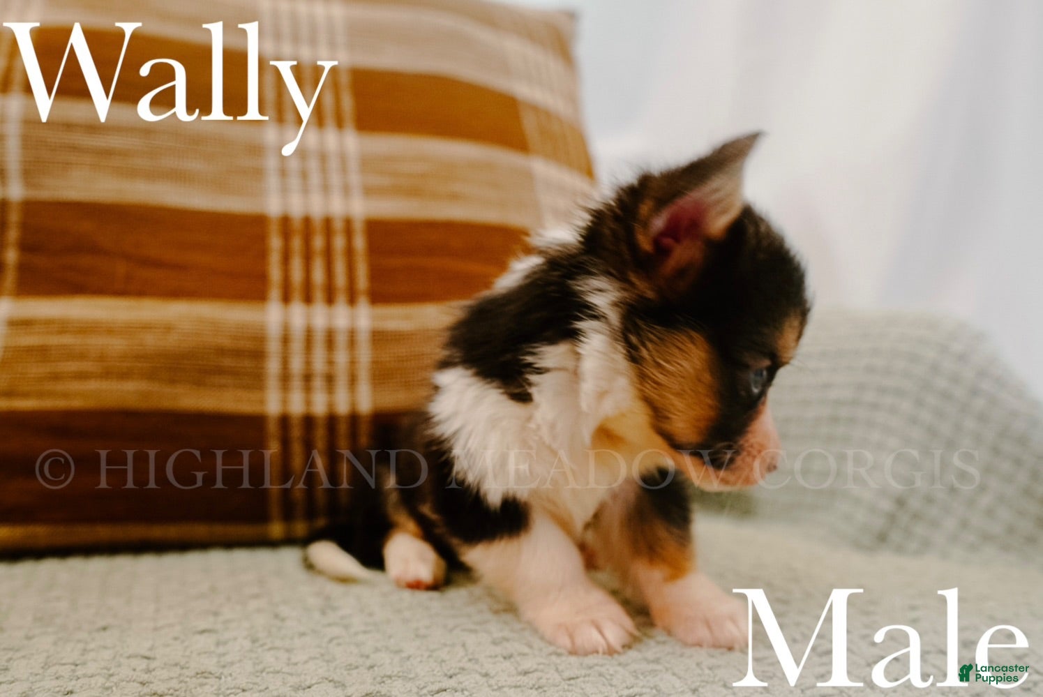 Welsh Corgi Pembroke dogs Wally - Ad 2