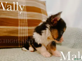Welsh Corgi Pembroke dogs Wally - Ad 2