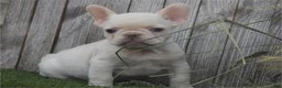 French Bulldog dogs for sale: Fox - Ad 3