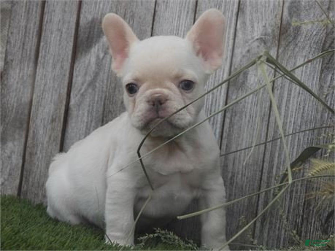French Bulldog dogs for sale: Fox - Ad 3