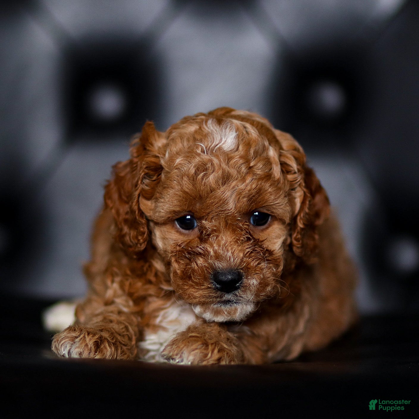 Mini Goldendoodle dogs Jessica - Ad 1