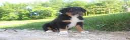 Australian Shepherd dogs for sale: Australian Shepherd Puppy 2 - Ad 6