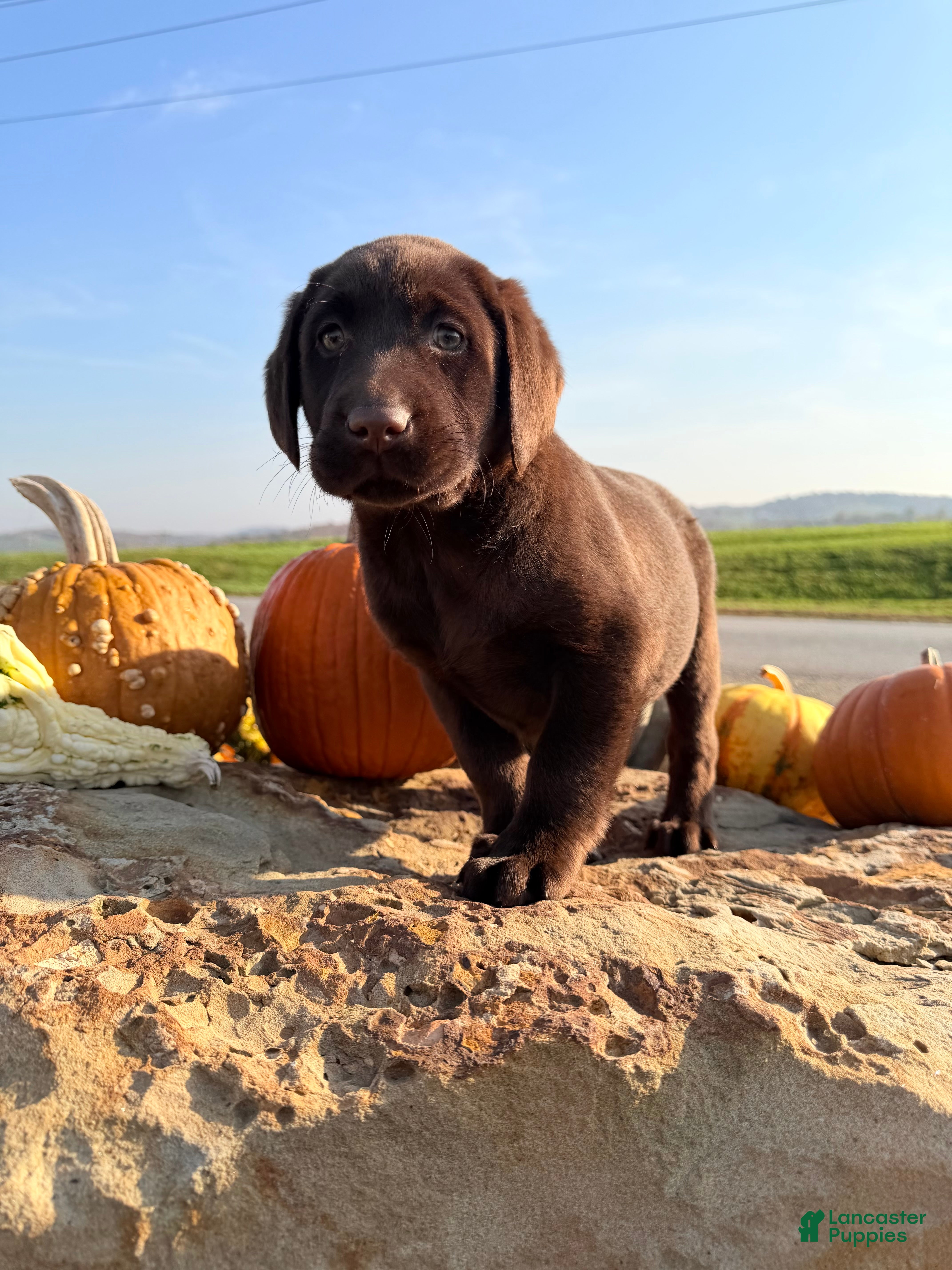 Labrador Retriever dogs for sale: Raptor - Ad 1
