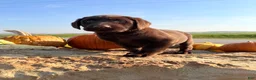 Labrador Retriever dogs for sale: Raptor - Ad 1