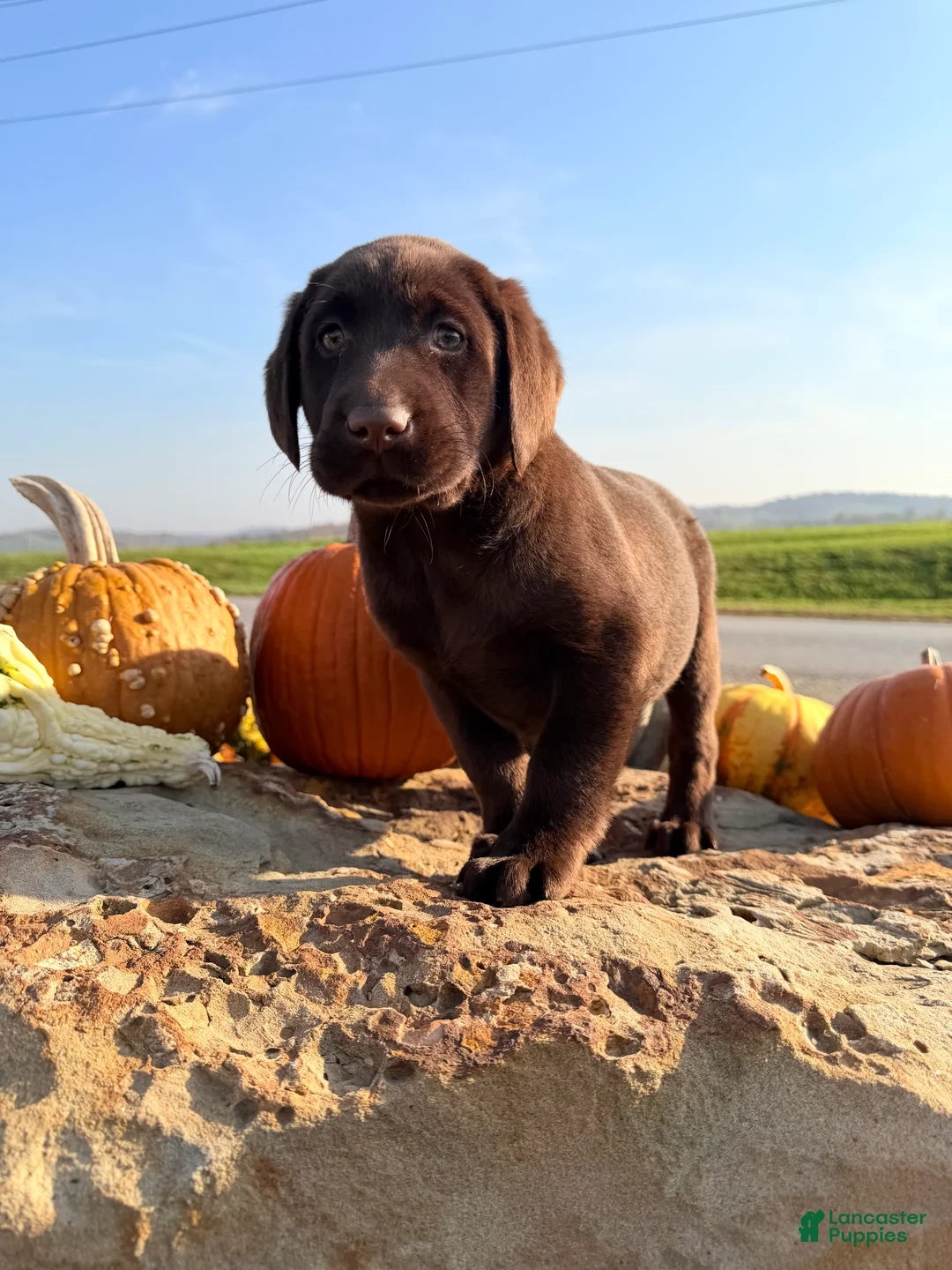 Labrador Retriever dogs for sale: Raptor - Ad 1