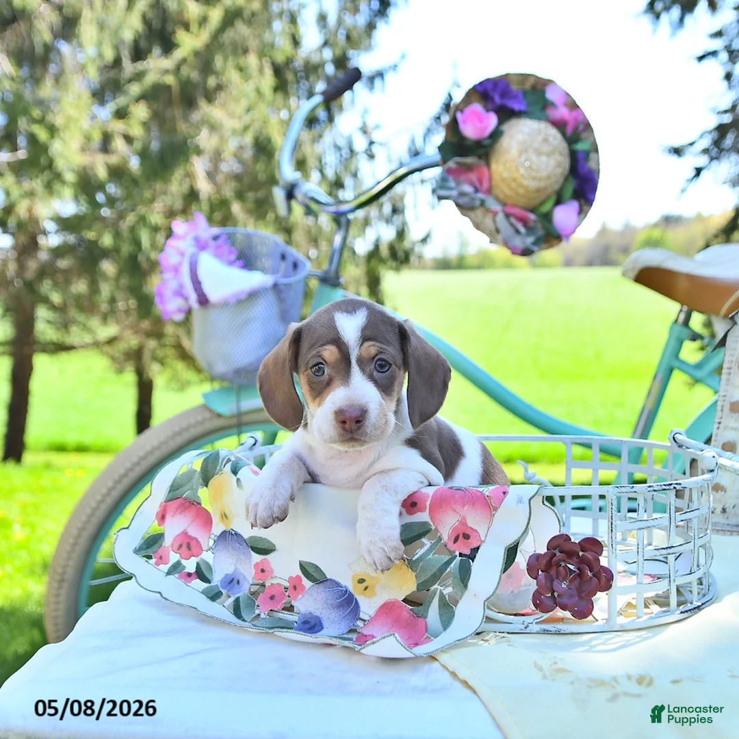 Miniature Dachshund dogs for sale: Dolly - Ad 2