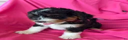 Mini Bernedoodle dogs for sale: RUSTY - Ad 9