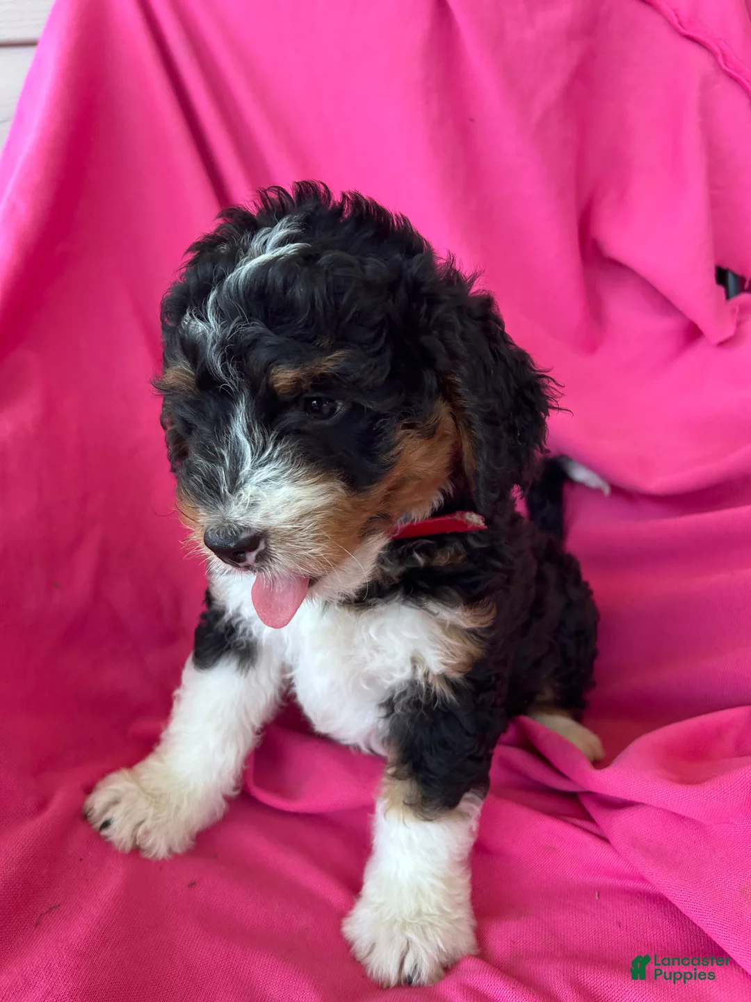 Mini Bernedoodle dogs for sale: RUSTY - Ad 9
