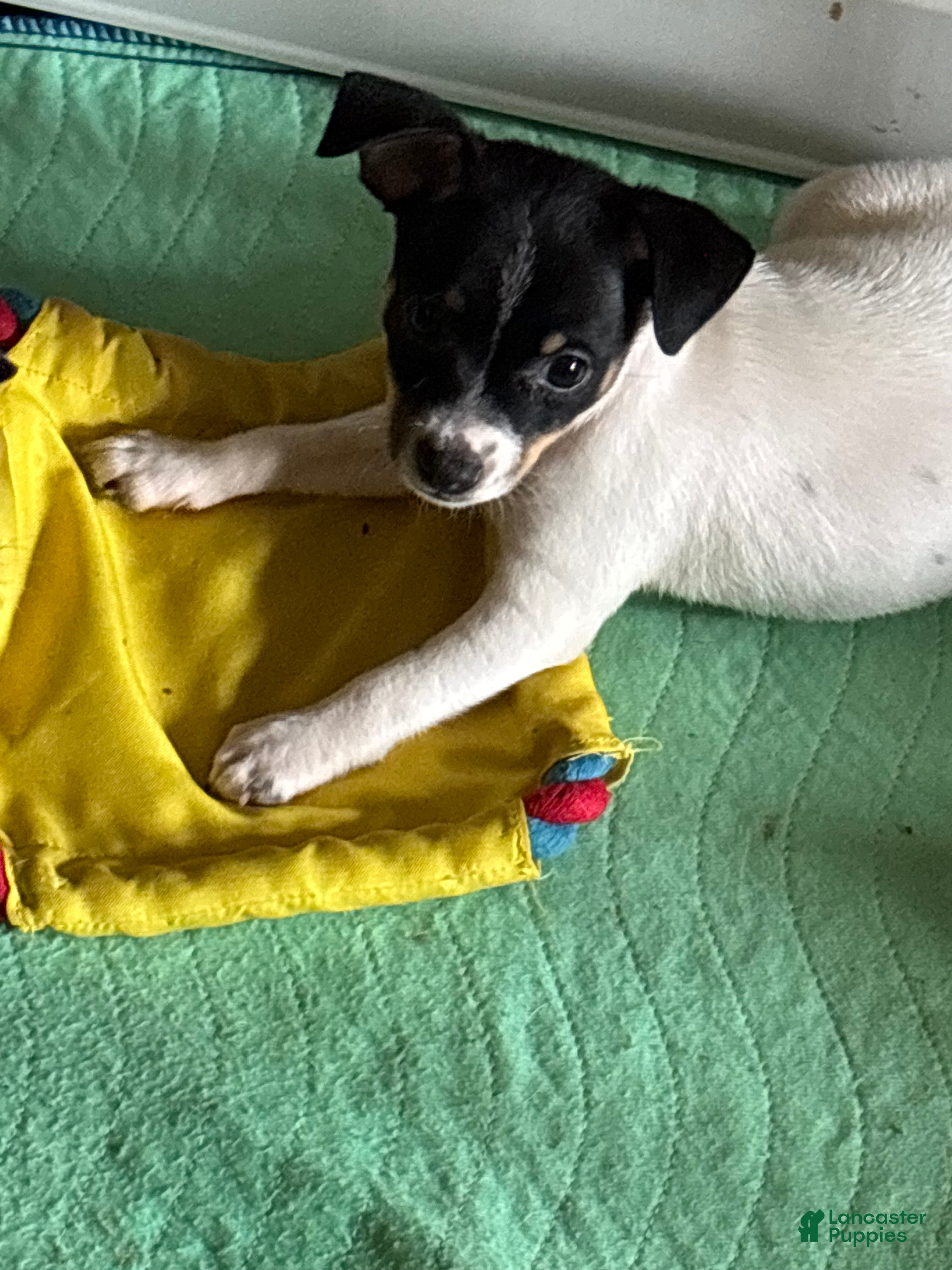Toy Fox Terrier dogs Toy Fox Terrier 1 - Ad 2