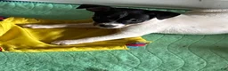 Toy Fox Terrier dogs for sale: Toy Fox Terrier 1 - Ad 2