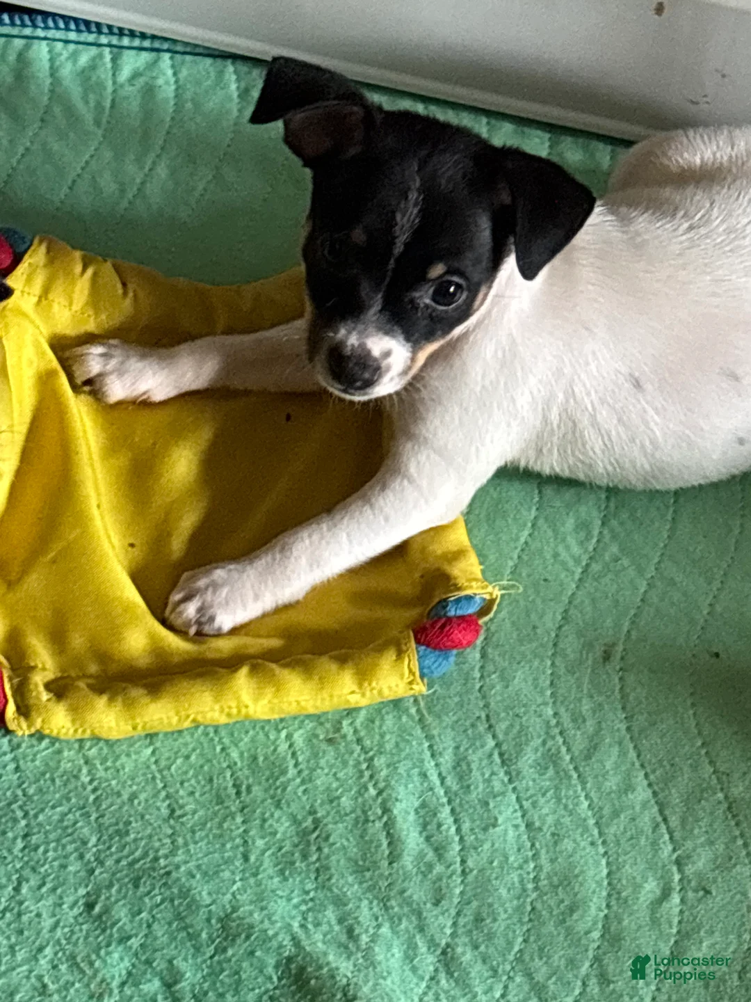 Toy Fox Terrier dogs for sale: Toy Fox Terrier 1 - Ad 2