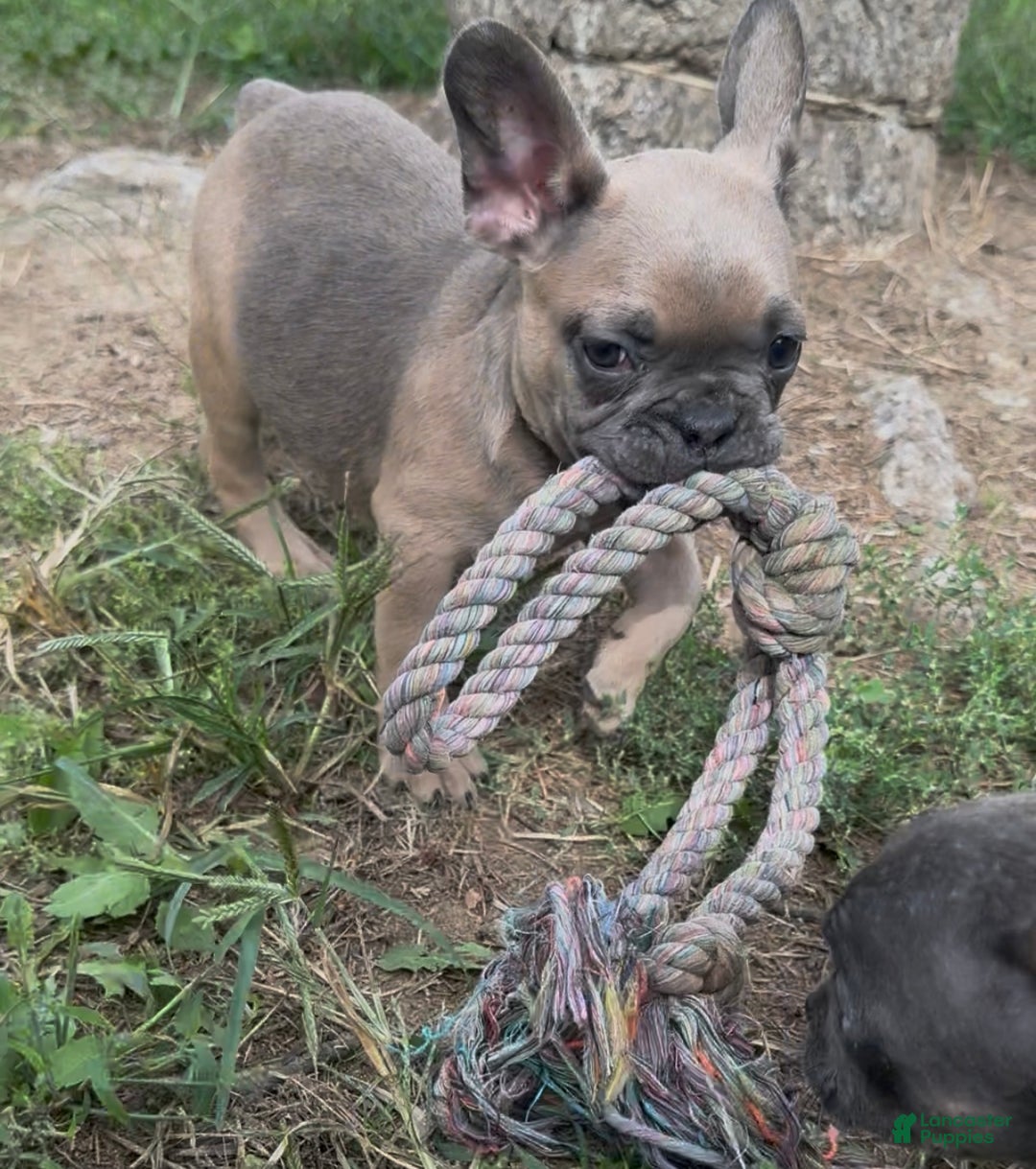 French Bulldog dogs for sale: French Bulldog Puppy 2 - Ad 3