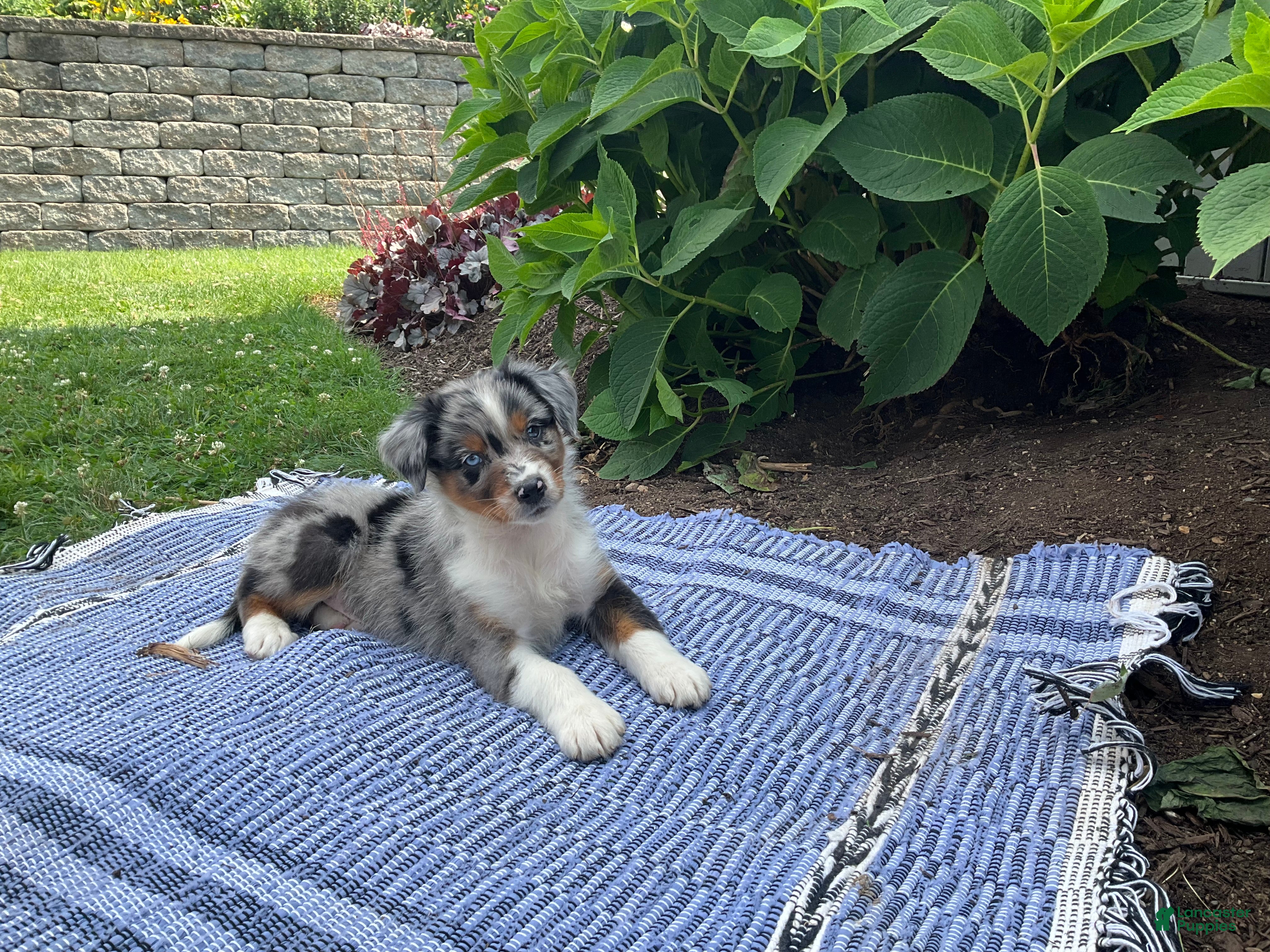 Australian Shepherd dogs Kody - Ad 1