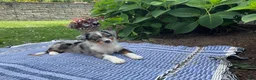 Australian Shepherd dogs for sale: Kody - Ad 1