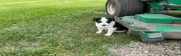 Other breed dogs for sale: Border Collie Puppy 2 - Ad 4